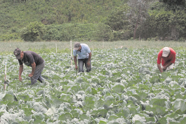 Los productores han manifestado que están cansados de las promesas de las autoridades, mientras el sector sigue con números rojos. /Foto Archivo