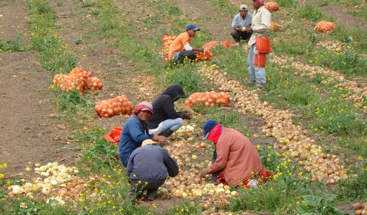 Productores sostienen que no han recibido respuesta de las autoridades. /Foto Archivo 