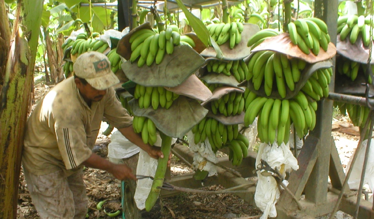 El banano, principal producto de exportación de Costa Rica. EFE