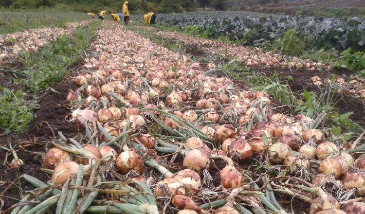 El consumo diario de cebolla es de 50 mil quintales. /Foto Archivo