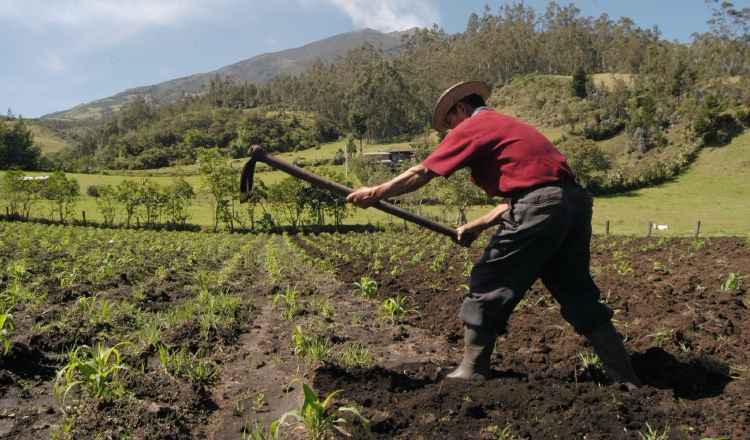 El sector agropecuario es la segunda actividad que más empleo genera en el país.