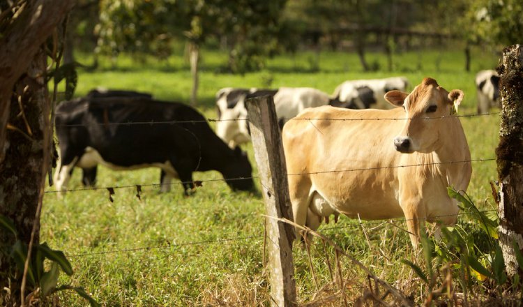 La exportación de ganado bovino fue de 3.9%. Cortesía del Mida