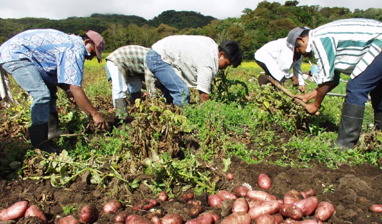 Productores señalan las importaciones como principal problema. Archivo