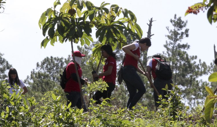 La unión de esfuerzos será útil para fortalecer las agencias sanitarias y fitosanitarias  y brindar ayuda técnica a más productores. EFE