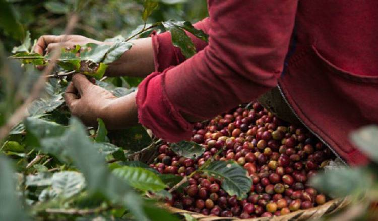 El instituto busca contribuir a elevar la rentabilidad de producción de café. EFE