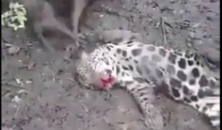 Recientemente circuló un video de un jaguar que fue víctima de la cacería.