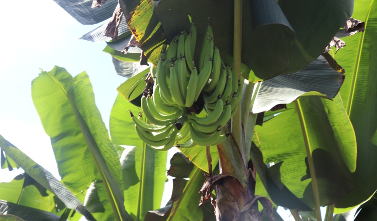 El plátano es el segundo alimento más importante después del arroz en Panamá. Foto: MIDA.