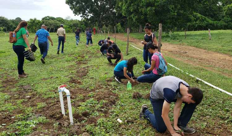 Ayer, cientos de voluntarios participaron en la siembra de plantones para seguir sumando hectáreas reforestadas en el país. Foto: Cortesía