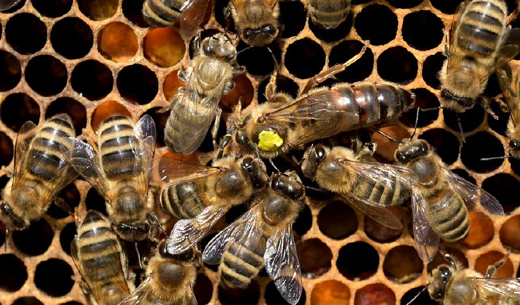 Uno de los proyectos va enfocado en las abejas. 