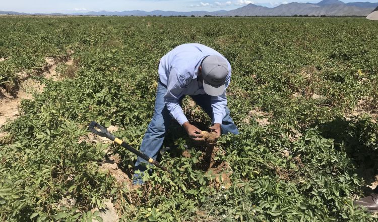 Cada año, las tierras para cultivos disminuyen, en contraposición con el aumento de la población.  EFE