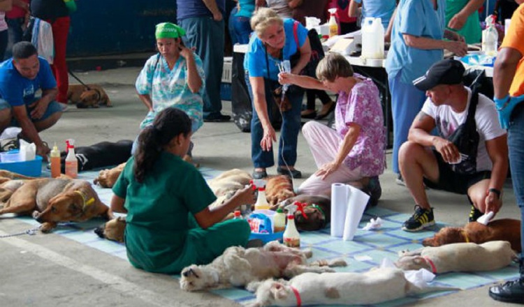 A través del Programa Municipal de Bienestar Animal se ejecutarán campañas masivas de esterilización a nivel nacional. ARCHIVO