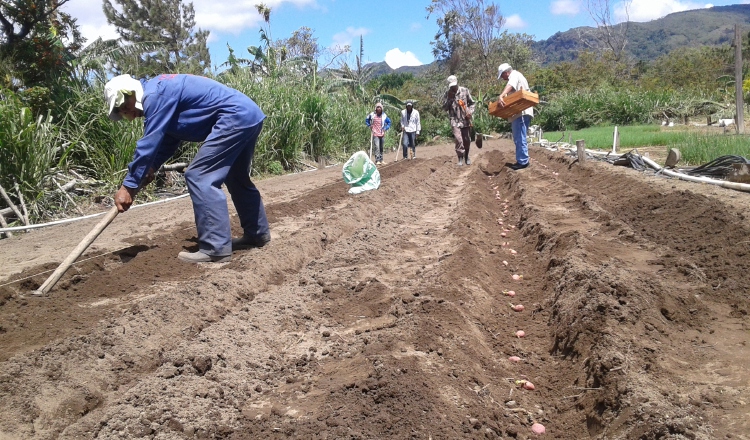 Cebolleros trabajan para cultivar aprovechando el agua. Eric Ariel Montenegro