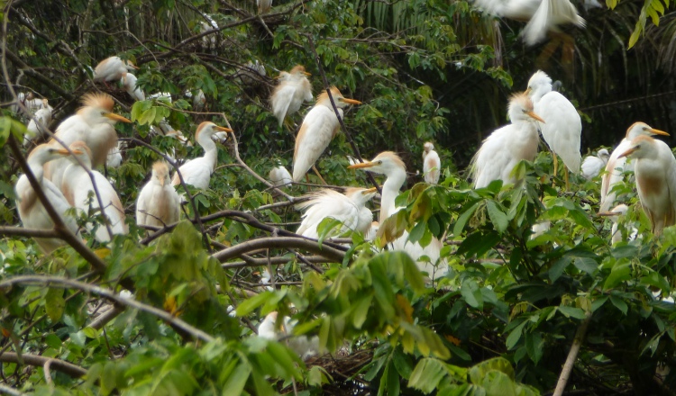 Las aves lo usan para descanso.