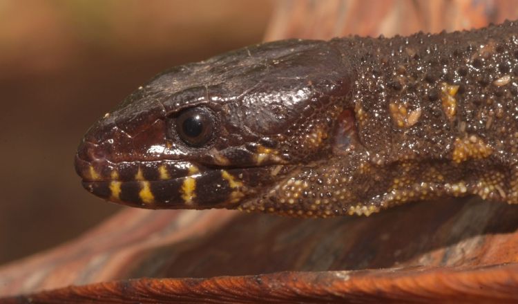 Lagartija cabeza lisa (Bachia blairi). Cortesía