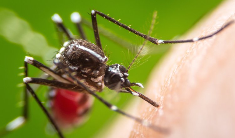 Cuadrillas del Minsa se trasladan por diferentes puntos del país para fumigar y destruir los criaderos del Aedes Aegypti. 