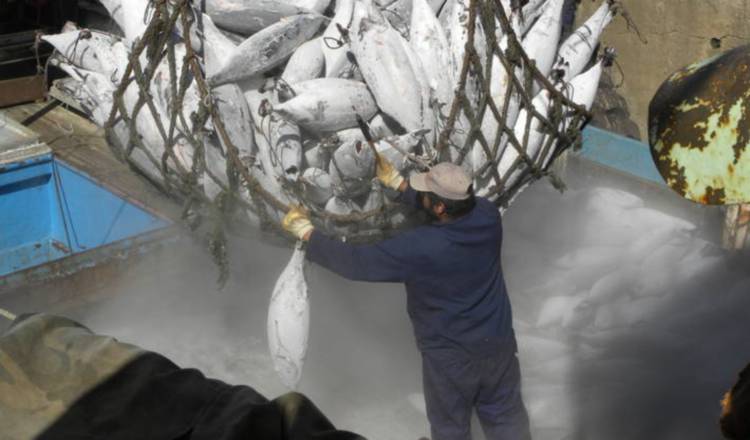 La pesca aporta un porcentaje importante al PIB mundial.
