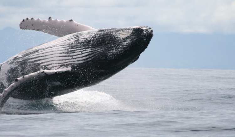 Centenares de familias en Panamá viven del turismo de avistamiento de ballenas jorobadas.  Foto: MiAmbiente