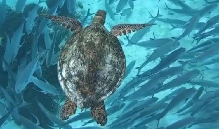 Tortuga Verde que anida en Panamá.   Foto:  Sea Turtle Conservancy 