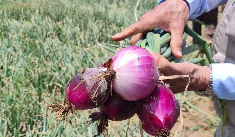 Productores han sufrido pérdidas totales o parciales en sus fincas. Cortesía