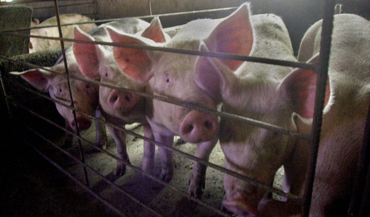 La peste porcina no representa ningún riesgo a la salud humana. EFE