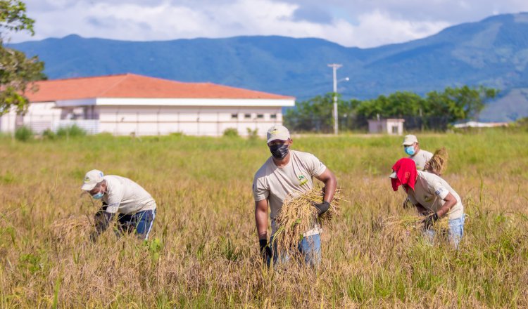 En La Joya, complejo en el que se ubica casi el 60% de la población penitenciaria del país, detenidos se dedican a la cosecha de arroz. Cortesía