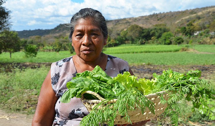 Sin duda alguna, los países han hecho grandes esfuerzos por contribuir a la disminución de las brechas de género. Cortesía/FAO