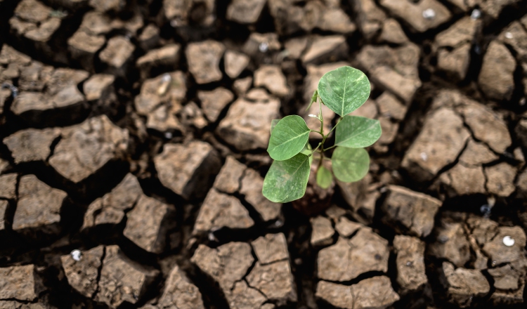 Países viven los efectos de la crisis climática. Foto: EFE