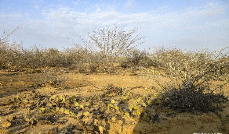 La desertificación se ha extendido en diferentes partes del mundo. Cortesía/FAO