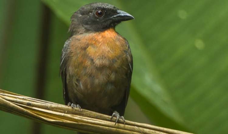 El hallazgo es emocionante para los investigadores, sobre todo porque se pensaba que el ave era endémica de Costa Rica.