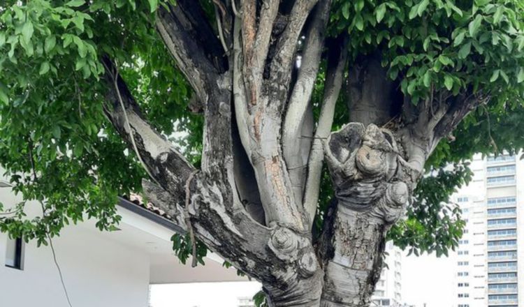 Los árboles urbanos brindan un sinfín de beneficios.