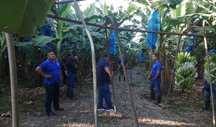 La actividad bananera en Bocas del Toro tenía más de un siglo y se remonta a antes del siglo XX. Internet