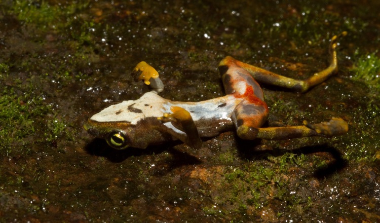 Imagen de una rana muerta debido a los efectos del hongo quítrido. Roshan Patel, Smithsonian