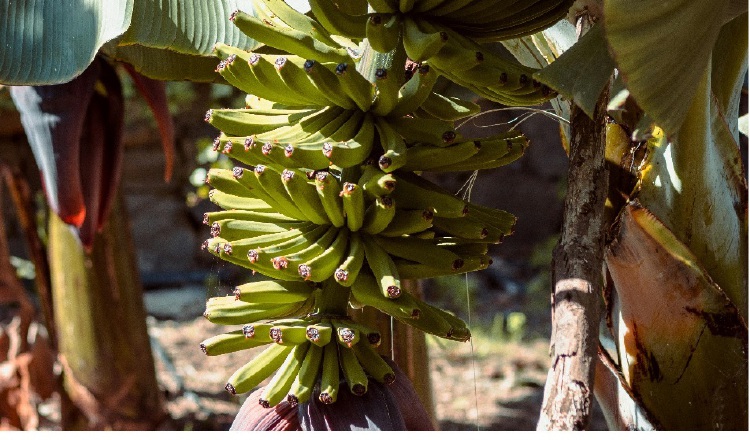 La principal actividad económica de Changuinola es la producción de banano, que ocupa amplias superficies del distrito bocatoreño. Foto ilustrativa