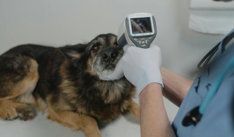 La principal recomendación es que lleven a los perros al veterinario ante cualquier síntoma. La principal recomendación es que lleven a los perros al veterinario ante cualquier síntoma. Foto ilustrativa