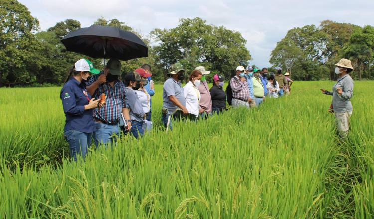 En el país se está tratando de que la siembra de arroz sea en riego y no en secano, que es el tipo que practica la mayoría de los productores del grano.  Cortesía