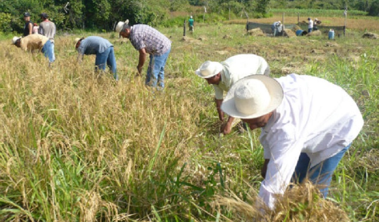 Recientemente, se aprobó un crédito adicional al Ministerio de Desarrollo Agropecuario para cancelar la deuda con los arroceros. Recientemente, se aprobó un crédito adicional al Ministerio de Desarrollo Agropecuario para cancelar la deuda con los arroceros. Archivo