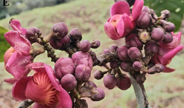 Según los investigadores, esta especie está bien distribuida en Sierra Llorona, provincia de Colón. Cortesía