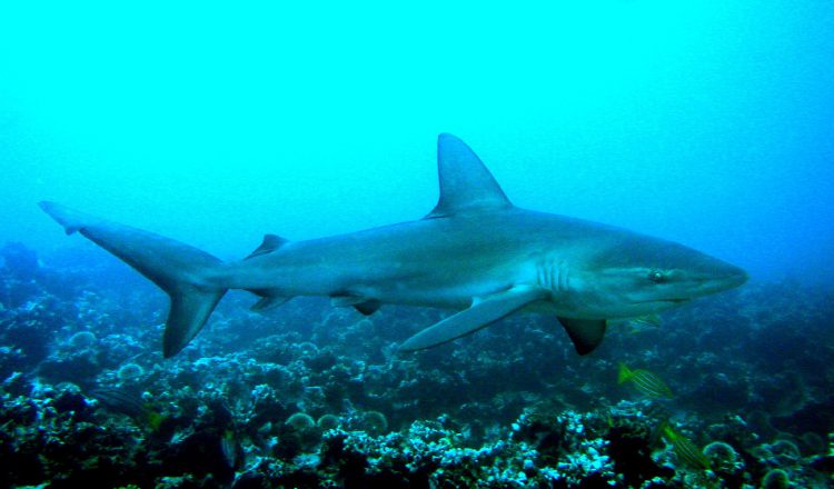 Tiburón Galápagos. EFE / Jackie Hazlewood