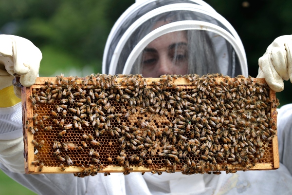 Esos químicos empleados en los insecticidas actúan sobre el sistema nervioso central de los insectos y, solo en Francia, se estima que causaba la muerte a 300,000 colonias de abejas cada año. FOTO/AP