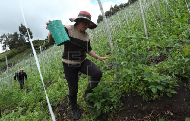 Se propone convertir los cuerpos en terreno fértil a partir de un cadáver. Foto: EFE.