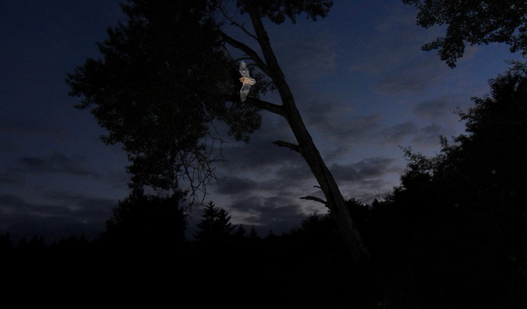 En esta imagen se puede observar a un murciélago en su vuelo nocturno. Foto Cortesía/Benjamin Hintz
