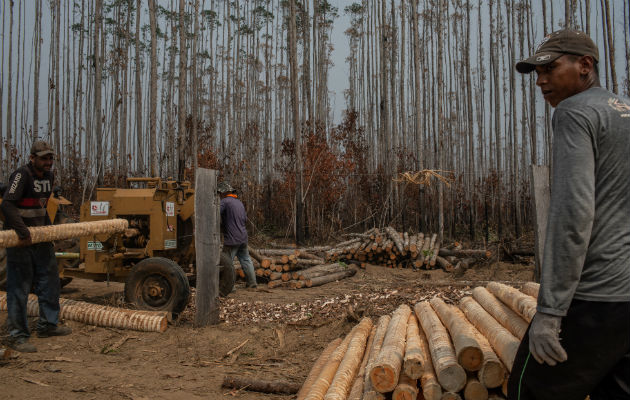 Agricultores brasileños ven la quema del bosque como parte de la vida. Recolectando madera. Foto/ Victor Moriyama para The New York Times.