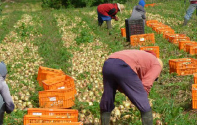 El sector agro está deprimido por falta de políticas públicas. 