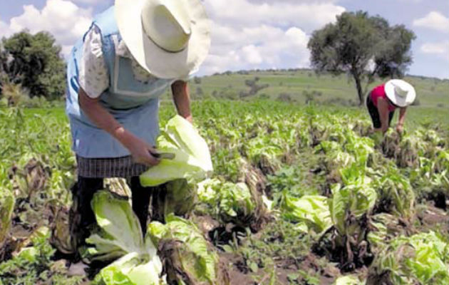 La Cámara de Comercio indicó que se debe establecer una estrategia nacional para el desarrollo del sector agro.