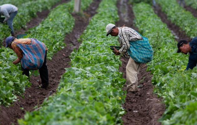 La agroindustria se ha convertido en una de las grandes apuestas del Gobierno colombiano. Foto/Efe