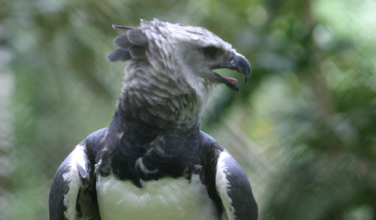 Águila arpía (Panamá), ave nacional, luce majestuosa. Archivo.