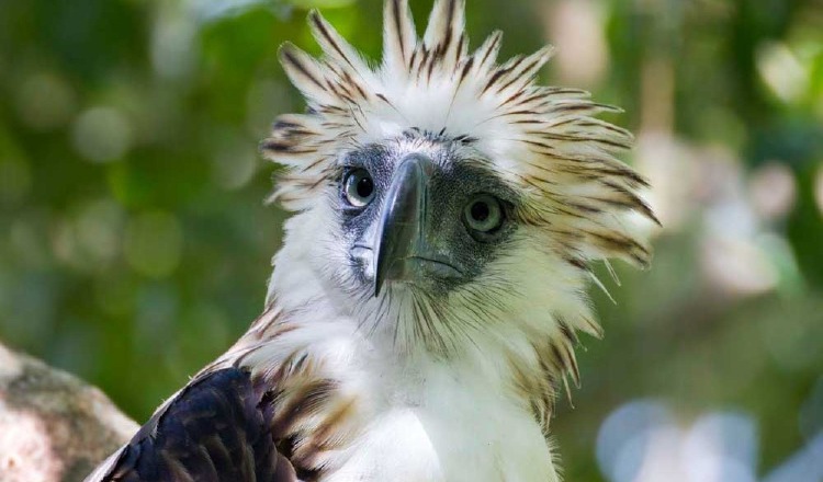 Águila de Filipinas 