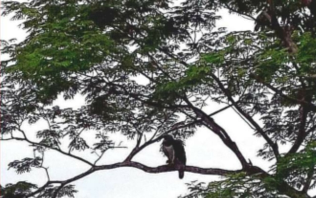 Supuesto avistamiento del Águila Harpía _(Harpia harpyja)_ en la comunidad de Quebrada de Piedra