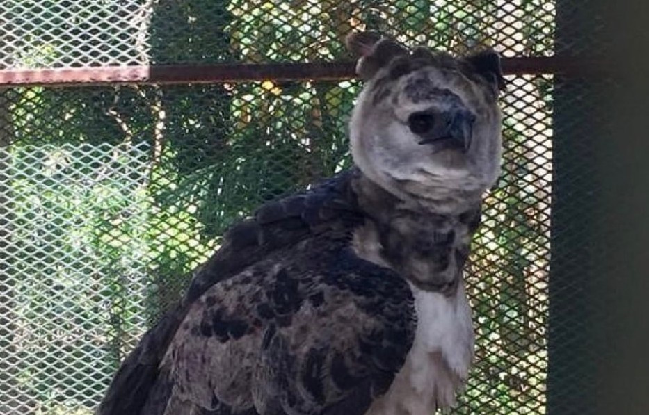 El águila harpía que presuntamente se hurtaron fue rescatada en Nombre de Dios, provincia de Colón.