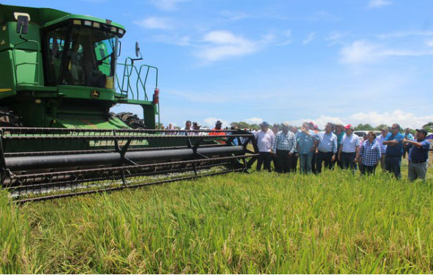 En Panamá, el arroz registra un consumo per cápita de 162 libras, y un consumo mensual de 682 mil quintales. Foto/Cortesía MIDA